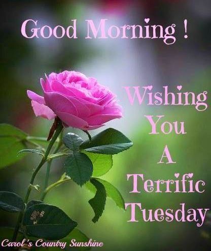 99 Happy Good Morning Tuesday Images Wishes - Good Morning