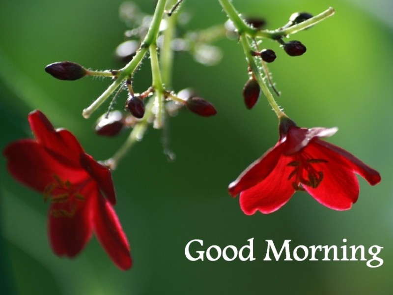 200 Good Morning Images With Flowers Good Morning Images With Flowers Good Morning