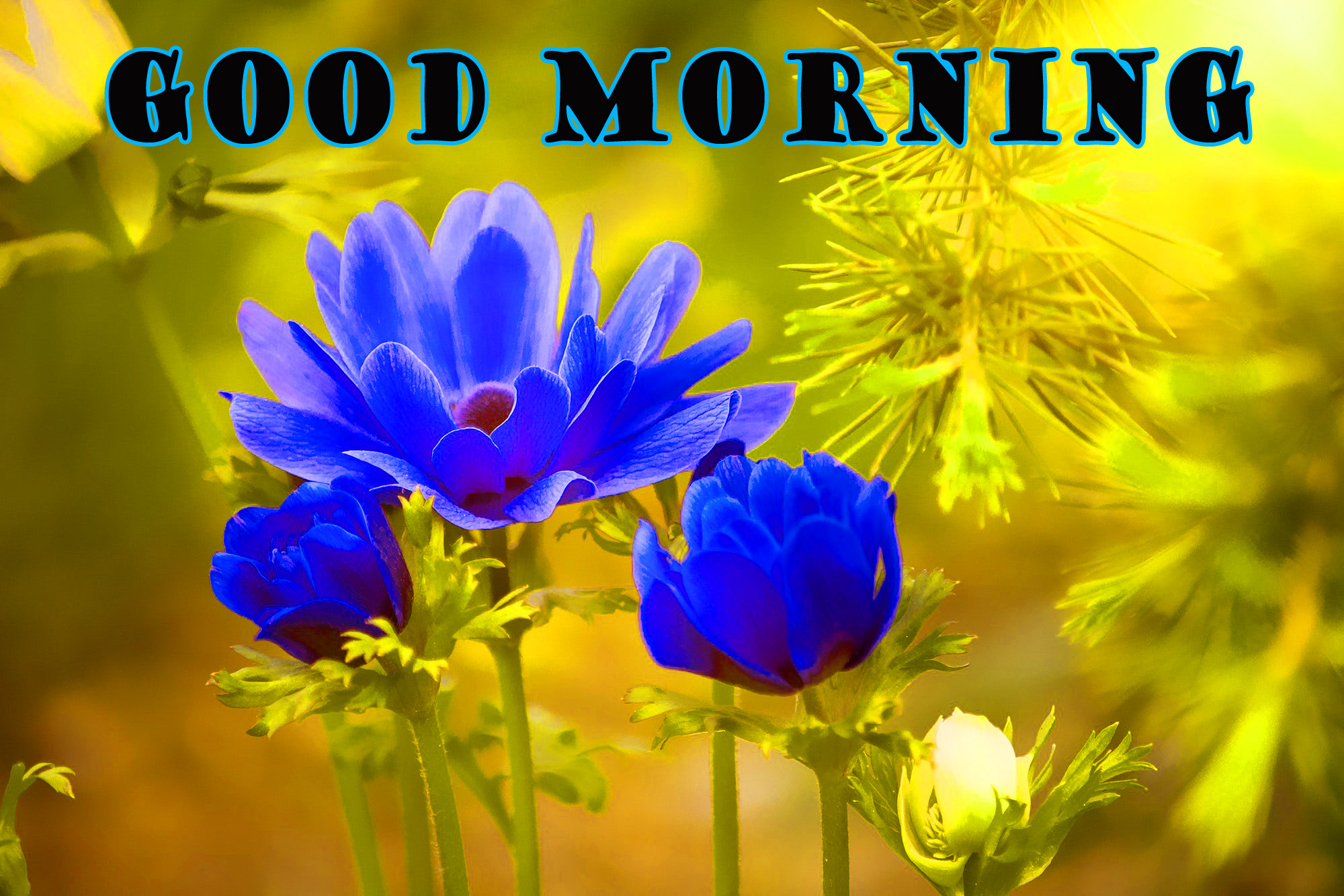 Best good morning. Good morning цветы голубые. Good morning электро. Good morning обои на телефон голубые. Good morning 4k.