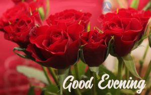 Beautiful Good Evening Red Rose Images for PC