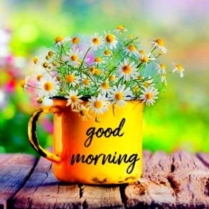 Beautiful Good Morning Flowers Images HD