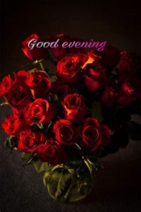 Beautiful HD Good Evening Red Roses Images