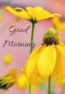 Beautiful Yellow Flower Good Morning Pic