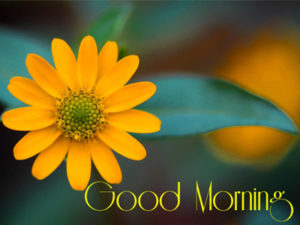 Beautiful Yellow Flower Good Morning Pic For Whatsapp