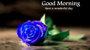 Blue Rose Flower Good Morning Images