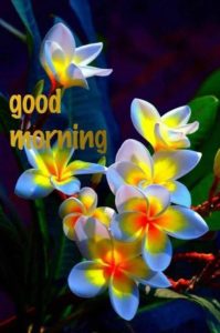 Download Flower Good Morning Wishes Images