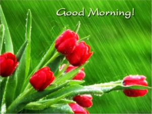 Download Good Morning Pic Wishes For A Rainy Day