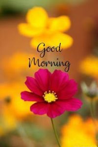 Flower Good Morning Images Wallpaper Pics for Pc