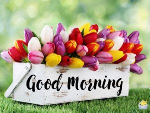 Flower Good morning Images Pics Download