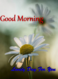 Flowers Good Morning Have a Nice Day Images Free Download