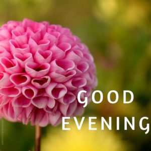 Good Evening Beautiful Flower Images
