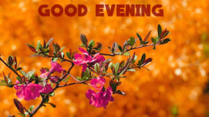 Good Evening Best Flowers Images