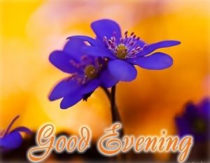 Good Evening Blue Flowers Images Free Download