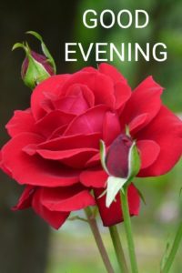 Good Evening Flowers Photos Download