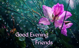 Good Evening Friends Wallpaper with Flowers