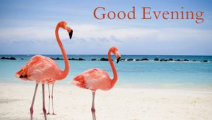 Good Evening HD Images Free Download
