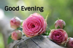 Good Evening Images Flowers