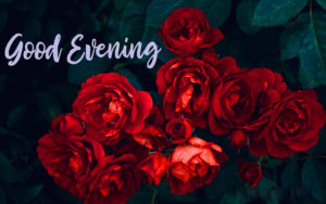 Good Evening Images Red Rose Photo Pics Free Download