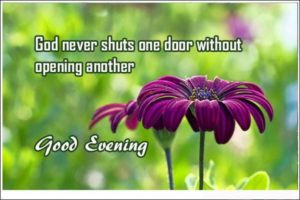 Good Evening Images with Flowers and Quotes in English
