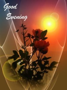 Good Evening Images with Flowers and Sunset