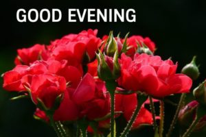 Good Evening Images with Rose Flowers