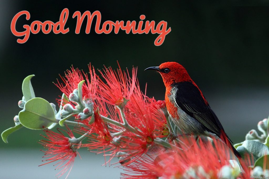 Good Morning Images With Birds And Flowers Good Morning