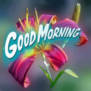 Good Morning Flower Images Free Download