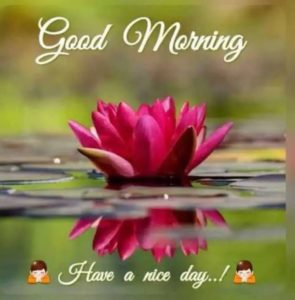 Good Morning Flower Images Free Download for Whatsapp