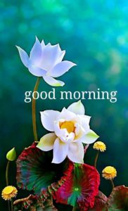 Good Morning Flower Messages Free Download