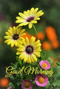 Good Morning Flowers Download Image