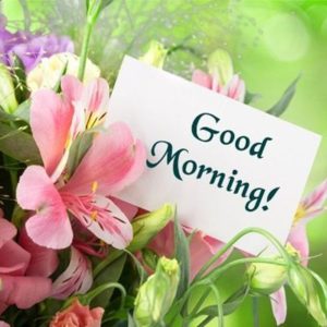 Good Morning Flowers HD Wallpaper Download