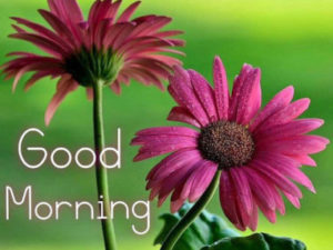 Good Morning Flowers Images HD Download