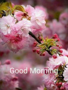 Good Morning Flowers Images for Whatsapp Free Download