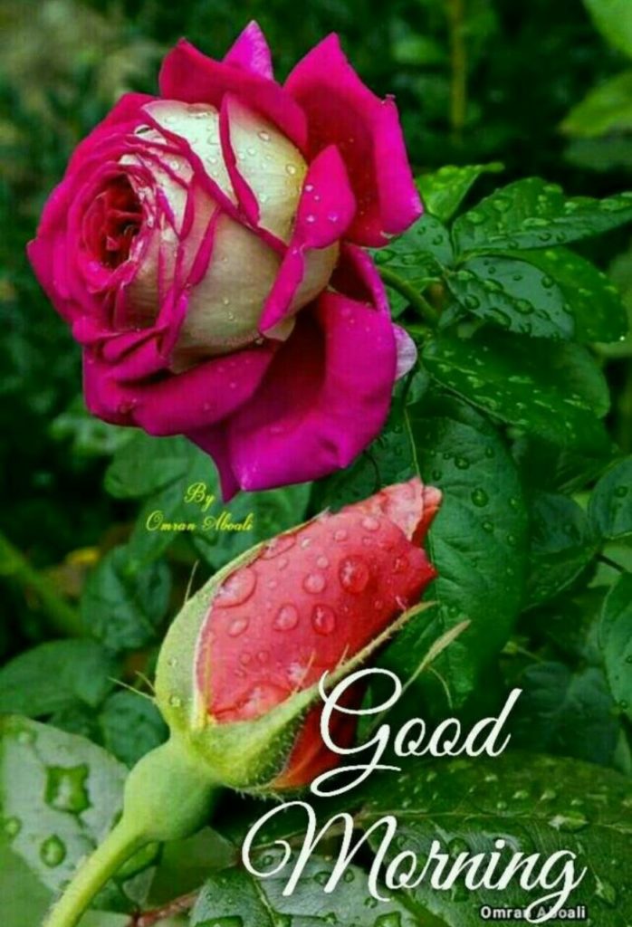 Best Good Morning Images With Rose Flowers Free Download HD - Good Morning