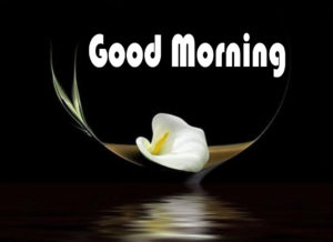 Good Morning Flowers Pictures Images Free Download