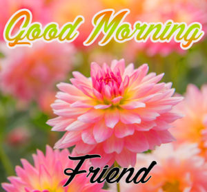 Good Morning Friends Flowers Photos Free Download