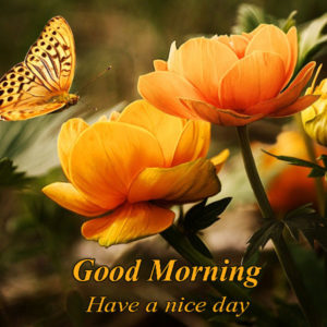 Good Morning Have a Nice Day Pic with Flower and Butterfly