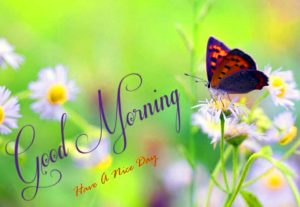 Good Morning Hd Pic Backgrounds For Desktop