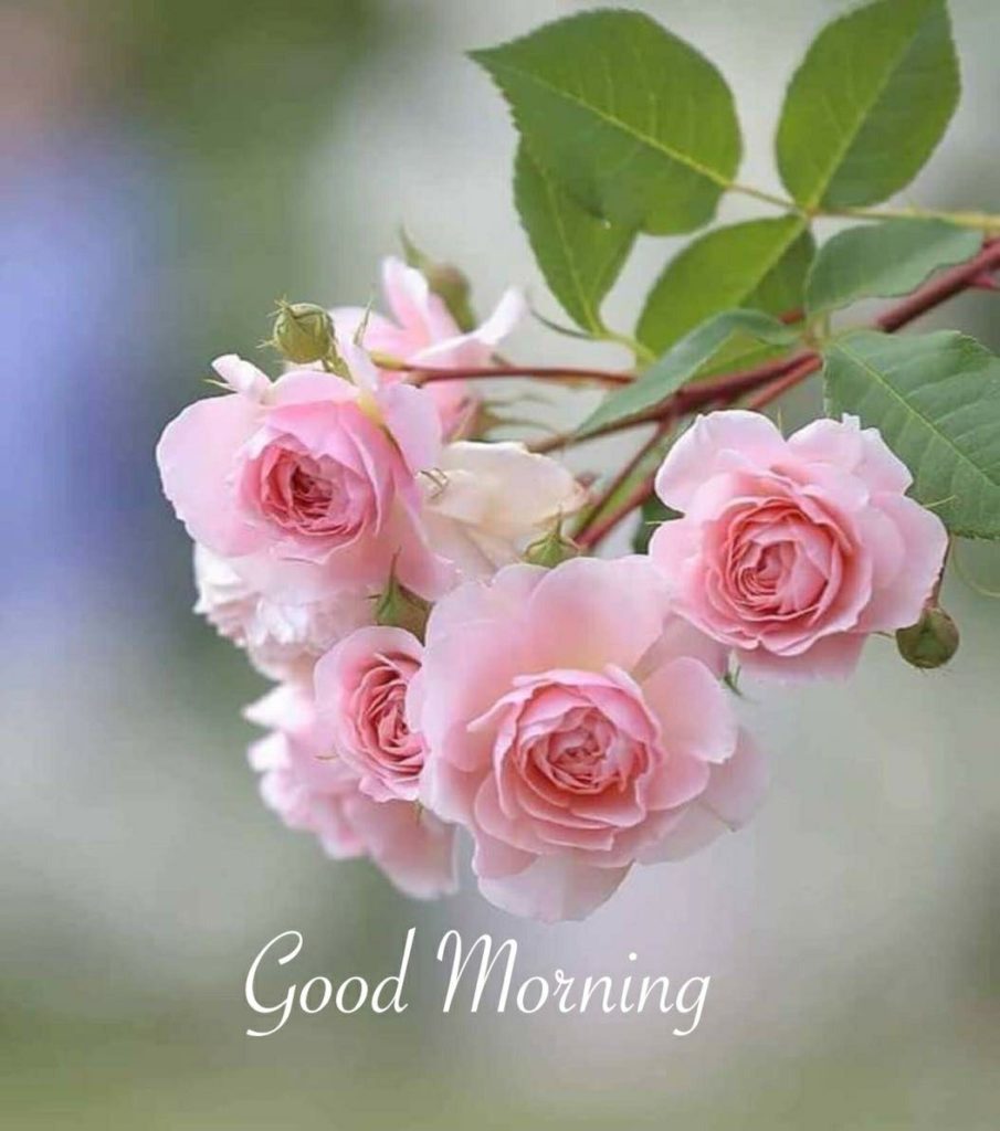 Best Good Morning Images With Rose Flowers Free Download HD - Good Morning