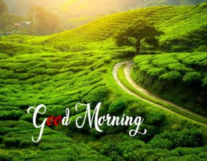 Good Morning Nature Pics Free Download