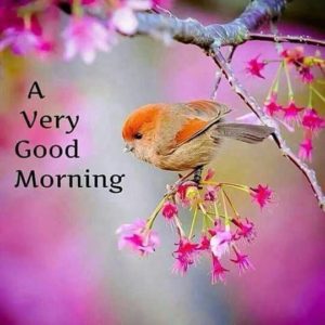 Good Morning Pic Free Download for Whatsapp HD Download