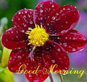 Good Morning Pic with Red Flower