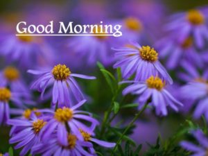 Good Morning Pics HD