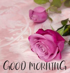 Good Morning Rose Images HD Download