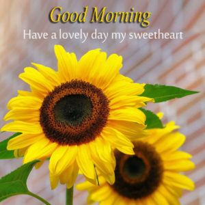 Good Morning Sunflowers Flower Photos Images Download Free