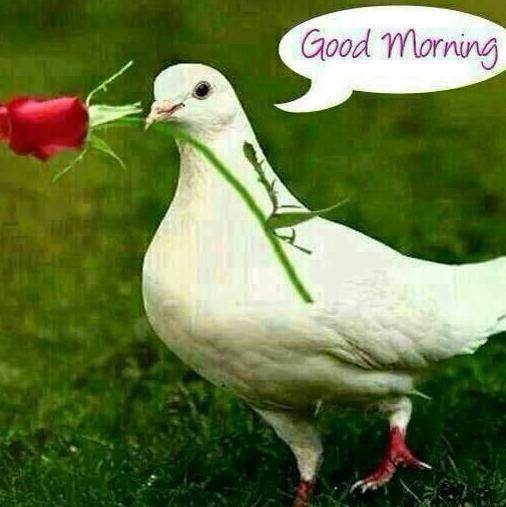 Good Morning Images With Birds And Flowers Good Morning