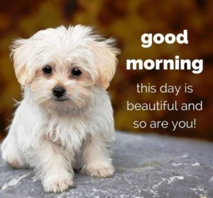 Good Morning Wishes Cute Images Wallpaper Photo Pics Pictures Free HD Download