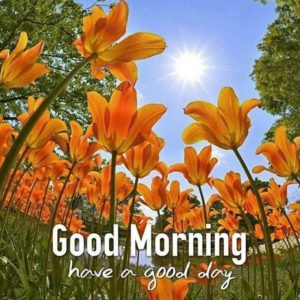 Good Morning Wishes Images Photo Pictures Wallpaper Pics Free Download For Facebook