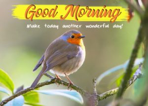 Good Morning Wishes With Birds Images Photo Pictures Wallpaper Free Download for Whatsaap