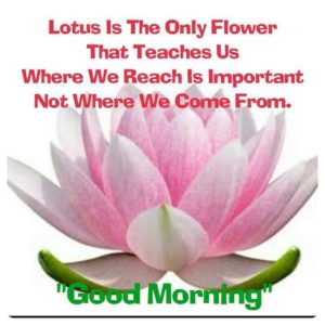 Good Morning Wishes With Lotus Images